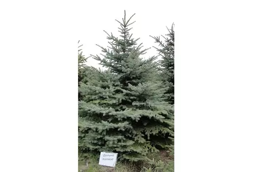 Ель голубая 2,0-2,3 м (долина холмов) зеленый 230 см.