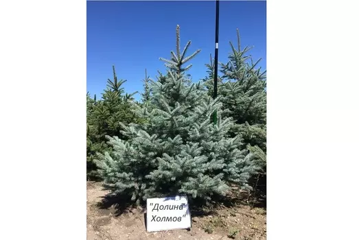 Ель колючая 2.1-2.5 м (долина холмов) зеленый 250 см.