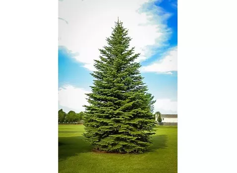 Ель колючая зеленая (долина холмов) зеленый 250.0 см.