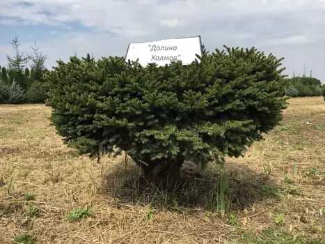Ель столешница 1.0-1.3 м (долина холмов) зеленый 130 см.