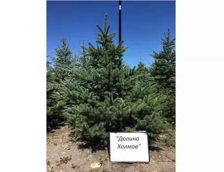 Ель зеленая 1.9-2.4 м (долина холмов) зеленый 240 см.