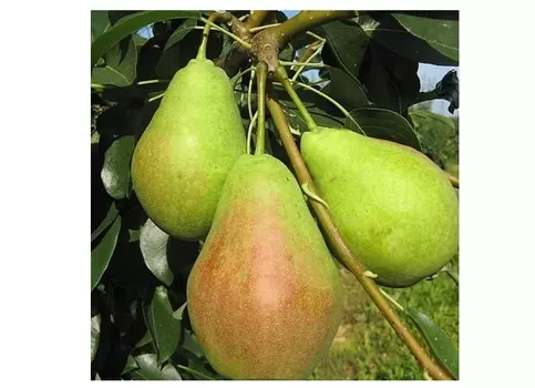 Груша аллегро 4-5 лет (долина холмов) зеленый