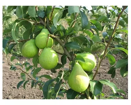 Груша августовская 4-5 лет (долина холмов) зеленый