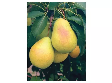 Груша чижовская 4-5 лет (долина холмов) зеленый