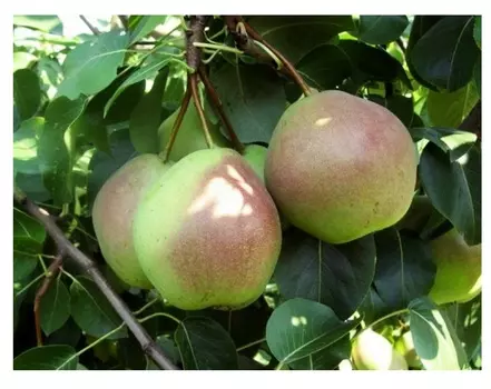 Груша десертная россошанская 4-5 лет (долина холмов) зеленый