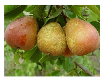 Груша духмяная 4-5 лет (долина холмов) зеленый