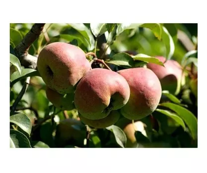 Груша елена 4-5 лет (долина холмов) зеленый