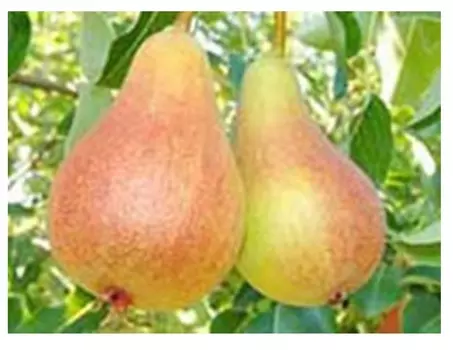 Груша июньская 4-5 лет (долина холмов) зеленый