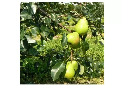 Груша кудесница 4-5 лет (долина холмов) зеленый