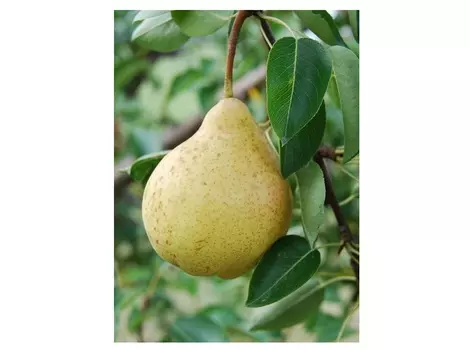 Груша москвичка 4-5 лет (долина холмов) зеленый