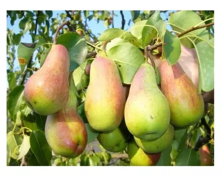 Груша талгарская 4-5 лет (долина холмов) зеленый