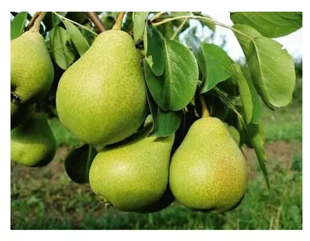 Груша велеса 4-5 лет (долина холмов) зеленый