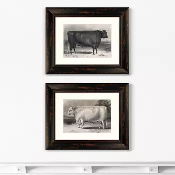 Набор из 2-х репродукций картин в раме a devon bull , 1849г. (картины в квартиру) мультиколор 50x40 см.