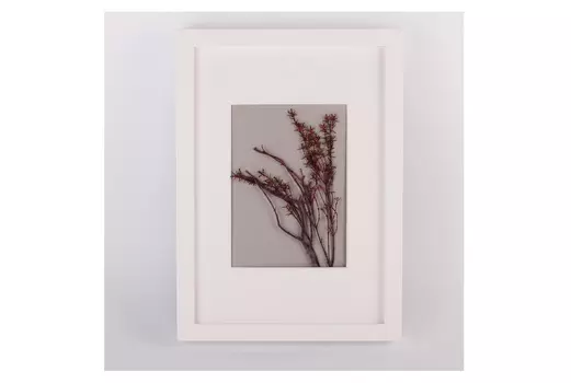 Картина грабия (wowbotanica) белый 23x32 см.