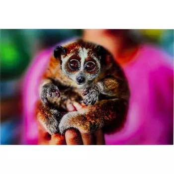 Картина lemur (kare) мультиколор 120x80x4 см.