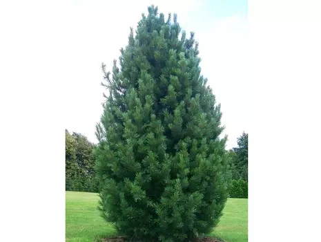 Кедр сибирский (долина холмов) зеленый 300.0 см.