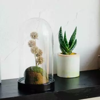 Клош со скобиозой (wowbotanica) белый 10x19 см.