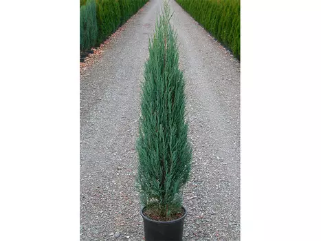 Можжевельник блю эрроу (долина холмов) 90 см.