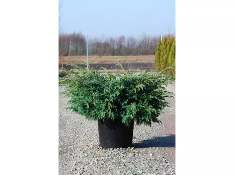 Можжевельник blue swede (долина холмов) 50 см.