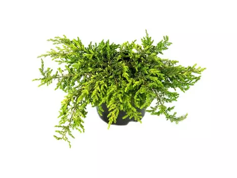 Можжевельник голдшатц (долина холмов) 30 см.