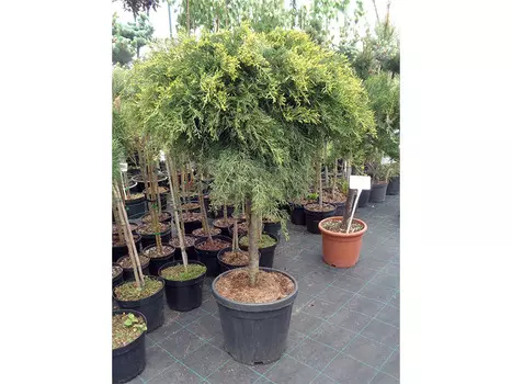 Можжевельник грей на штамбе (долина холмов) 80 см.