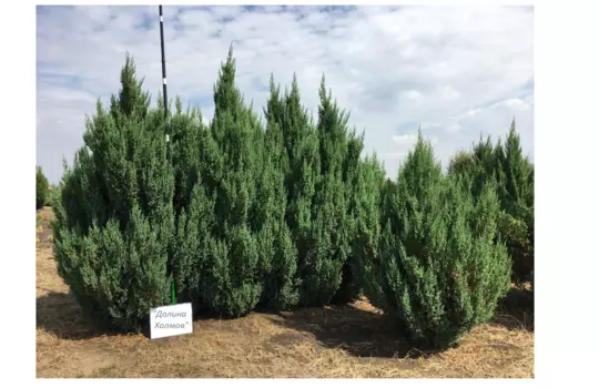 Можжевельник китайский стрикта 1.7-2.0 м (долина холмов) зеленый 170 см.