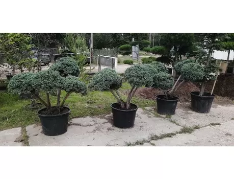 Можжевельник мейер бонсай 1.1-1.2 м (долина холмов) зеленый 120.0 см.