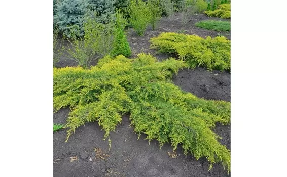 Можжевельник олд голд звезда (долина холмов) зеленый 80.0x55.0x80.0 см.