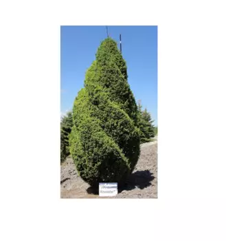 Можжевельник вергинский спираль 2.0- 2.8 м (долина холмов) зеленый 200 см.