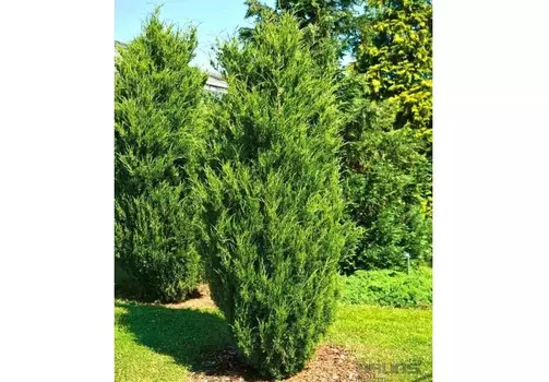 Можжевельник виргинский (долина холмов) зеленый 220.0 см.