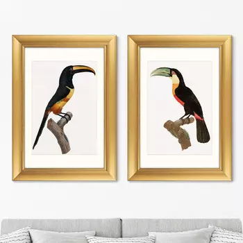Набор из 2-х репродукций картин в раме beautiful toucans , 1806г. (картины в квартиру) черный 50x70 см.