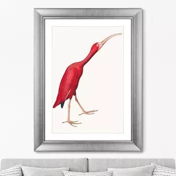 Репродукция картины в раме scarlet ibis, 1827г. (картины в квартиру) мультиколор 60x80 см.