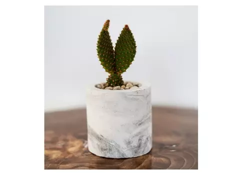 Опунция в цилиндрическом кашпо (wowbotanica) белый 7x16x7 см.