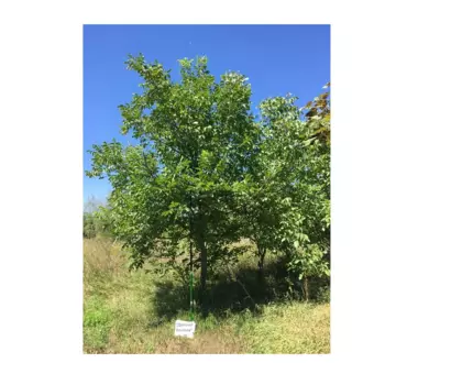 Орех грецкий 2.0-3.0 м (долина холмов) зеленый 200 см.