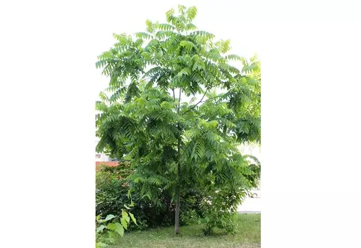 Орех маньчжурский (долина холмов) зеленый 270.0 см.