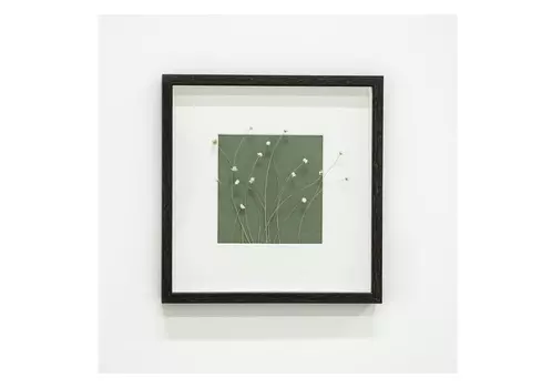 Панно с гипсофилой (wowbotanica) зеленый 25x25 см.