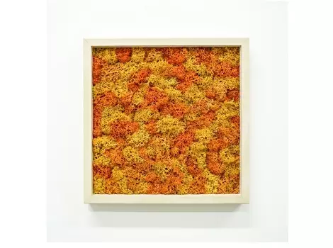 Панно с оранжевым мхом (wowbotanica) оранжевый 25x25 см.