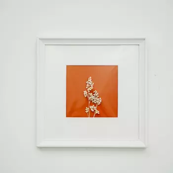 Панно с сарго (wowbotanica) красный 25x25 см.