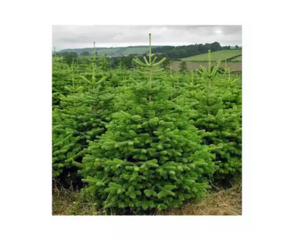 Пихта кавказская 2.0-2.5 м (долина холмов) зеленый 200 см.