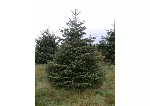 Пихта кавказская (долина холмов) зеленый 210.0 см.