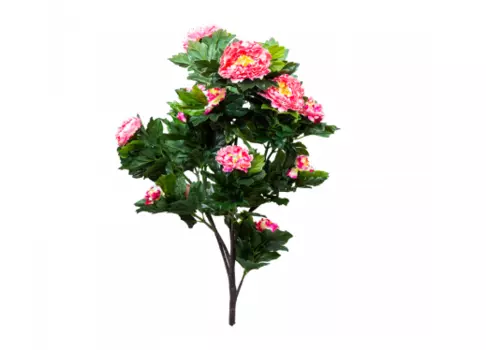 Пион лекарственный (desondo) розовый 107 см.