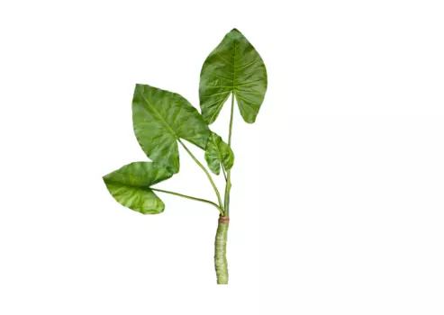 Растение four-handed sea otter (desondo) зеленый 100x60 см.