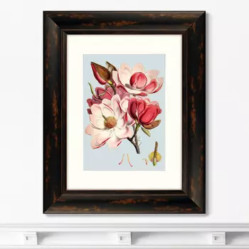 Репродукция картины в раме himalaya plants pink flower , 1869г. (картины в квартиру) розовый 40x50 см.