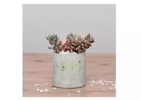 Седум рубротинктум в круглом кашпо (wowbotanica) бежевый 7x11x7 см.