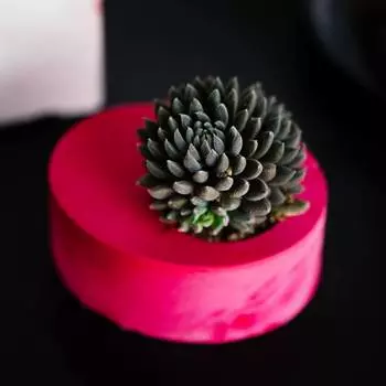 Синокрассула юнаньская в алом кашпо (wowbotanica) зеленый 8.0 см.