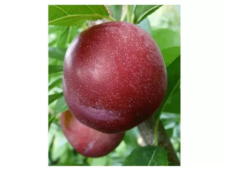 Слива аленушка 4-5 лет (долина холмов) зеленый