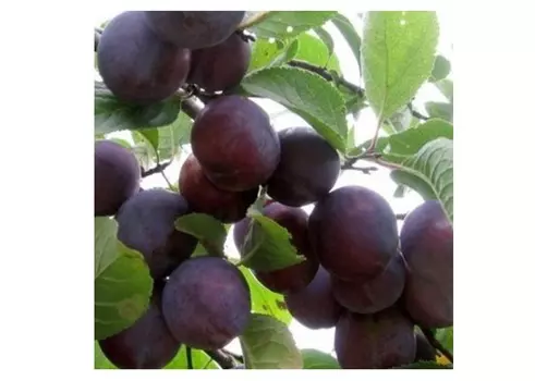 Слива этюд 4-5 лет (долина холмов) зеленый