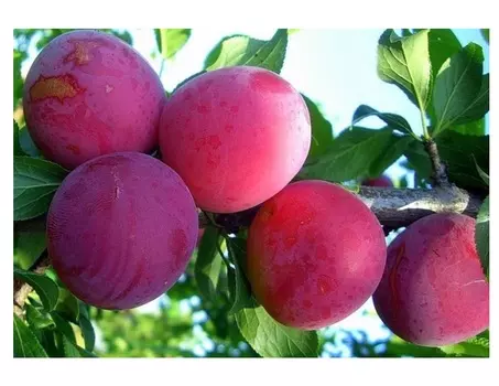 Слива болховчанка 4-5 лет (долина холмов) зеленый