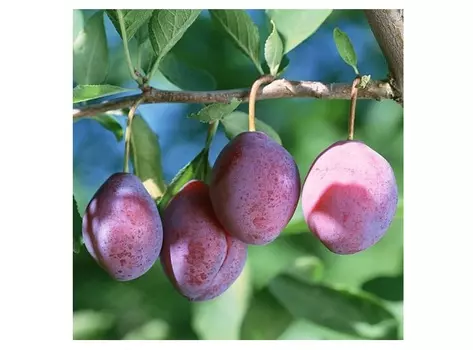 Слива конфетная 4-5 лет (долина холмов) зеленый