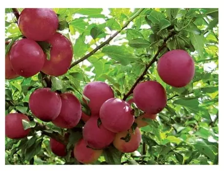 Слива красномясная 4-5 лет (долина холмов) зеленый